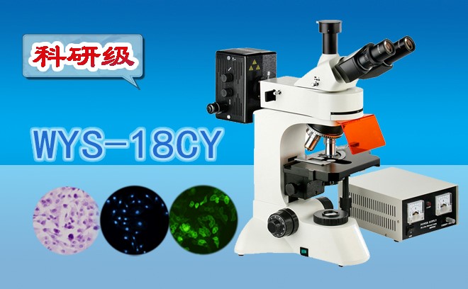 科研级三目荧光国产麻豆视频WYS-18CY