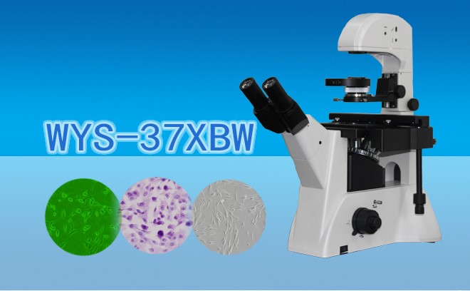 三目倒置生物国产麻豆视频WYS-37XBW