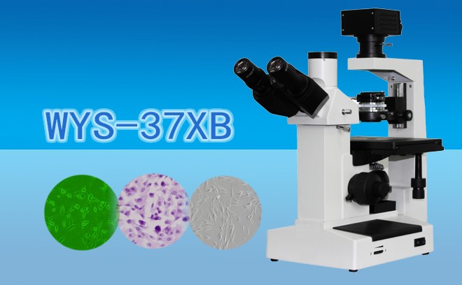三目倒置生物国产麻豆视频WYS-37XB